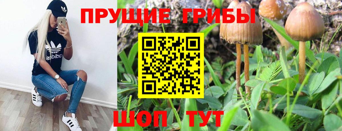 Псилоцибиновые грибы Psilocybe  Галлюциногенные грибы Psilocybe  Вход с VPN  Касимов 